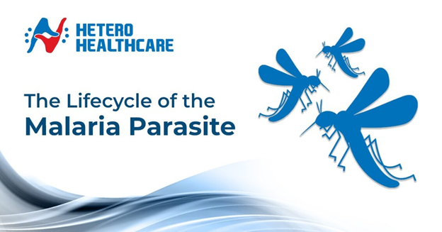 A Comprehensive Guide to Malaria 